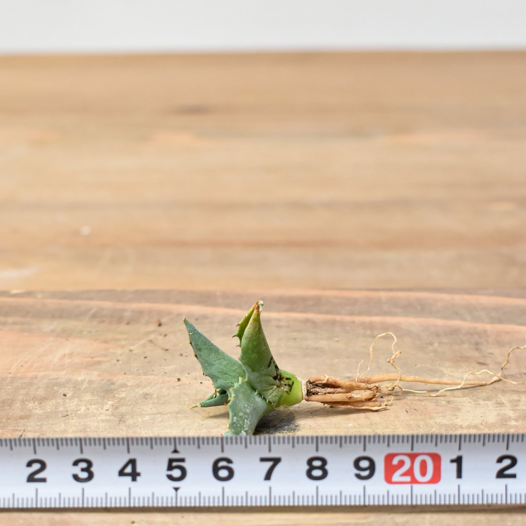 ユタエンシス エボリスピナ×(ポタトラム