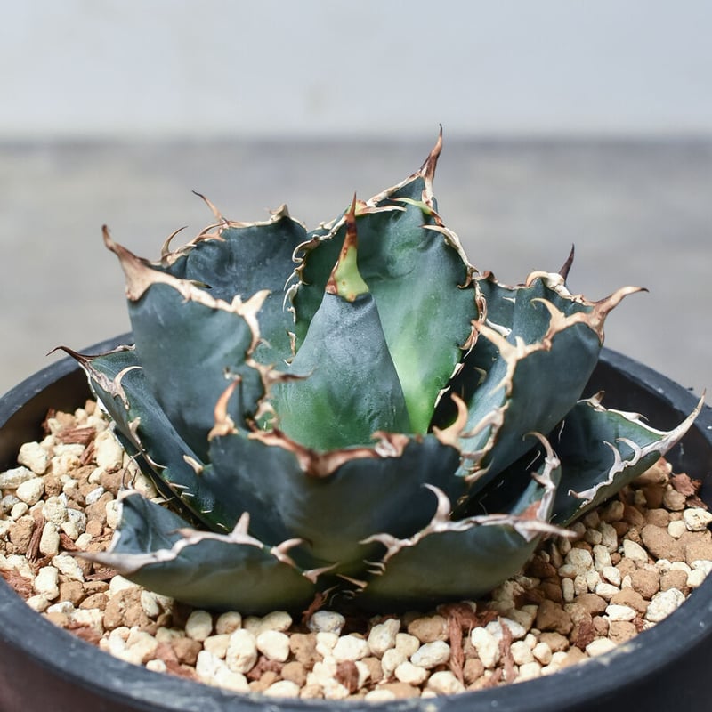 アガベ　チタノタ　白鯨 アガベ チタノタ 