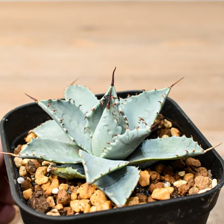 アガベ ハイブリット 日系イシスメンシス×象牙妖炎（陽炎エボリ）【台湾botanical_seeker産】RF25011383