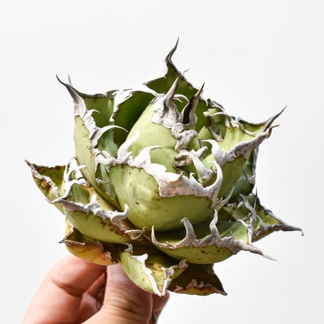 CATEGORY チタノタ シーザー | RAFLUM / ラフラム｜東京、大阪の塊根