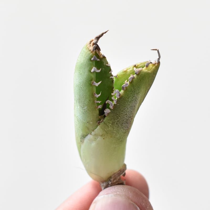 アガベ チタノタ 