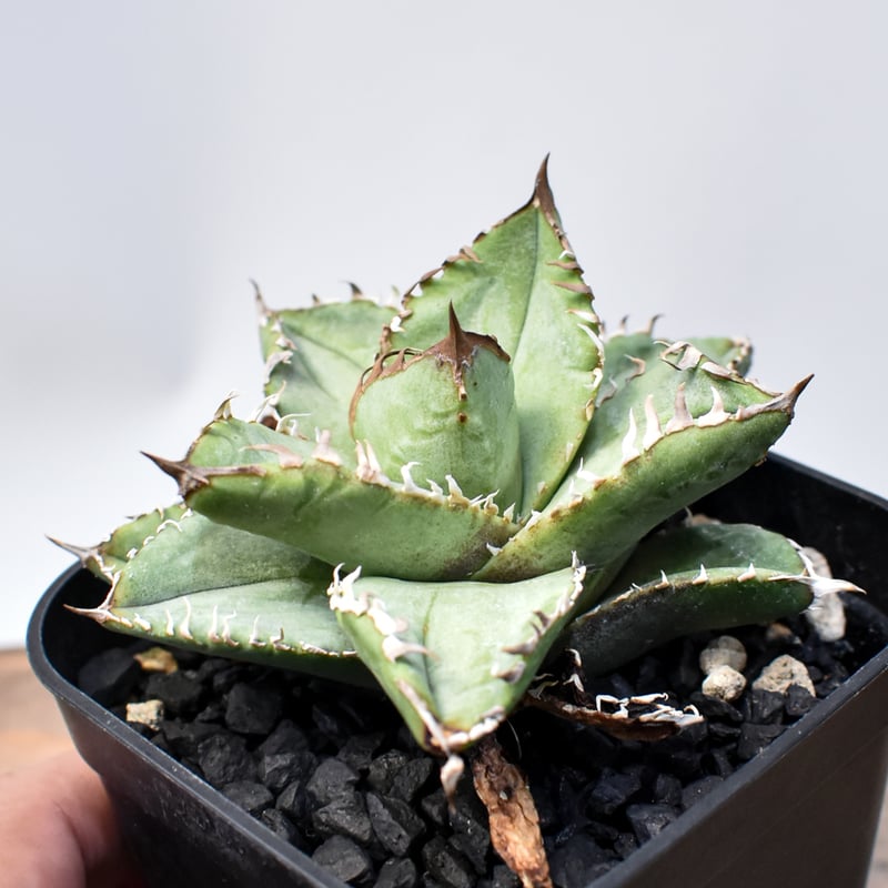 【有名趣味家血統】アガベ⭐︎チタノタ⭐︎皇冠⭐︎子株⭐︎台湾lize⭐︎タグ付き⭐︎ 有名趣味家血統】アガベ⭐︎チタノタ⭐︎皇冠⭐︎子株⭐︎台湾lize⭐