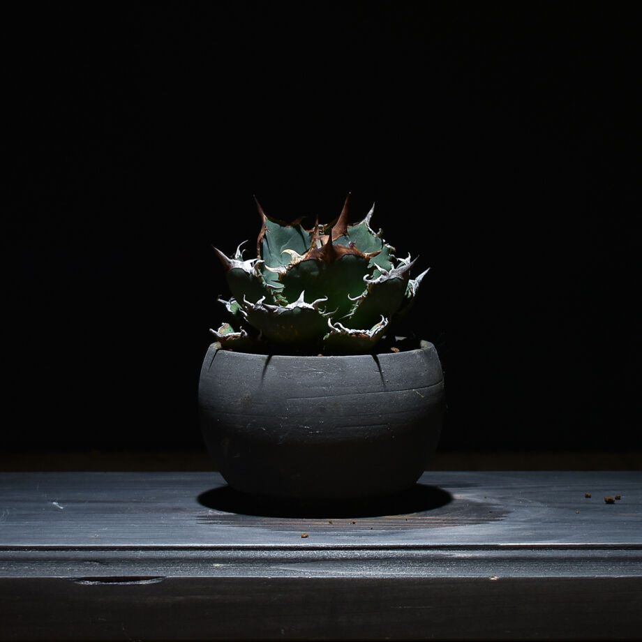 アガベ チタノタ FO-076 