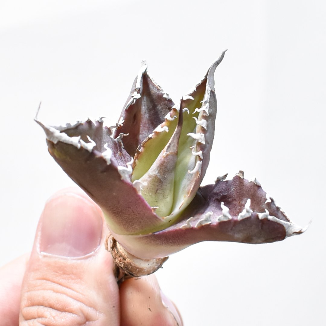 レア品種】アガベ チタノタ WANDA / 汪達【台湾 dragon agave産/抜き苗/