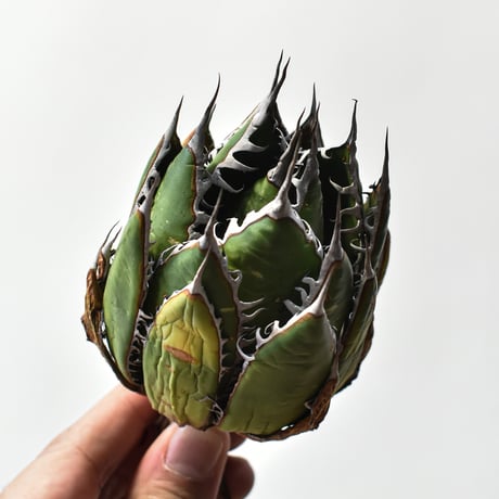 アガベ 精品ホリダ "精品狂刺霍利達"【台湾 dragon agave産/中株/抜き苗】A97