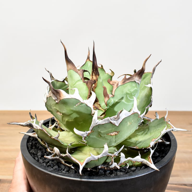 アガベ チタノタ 