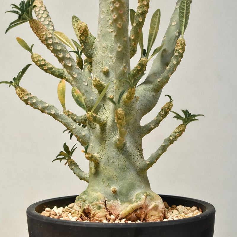 発根済み Dorstenia gigas ドルステニア・ギガス 挿し木　５株 Amazon｜【現品限り】ドルステニア・ギガス ブラータ 挿し木 発