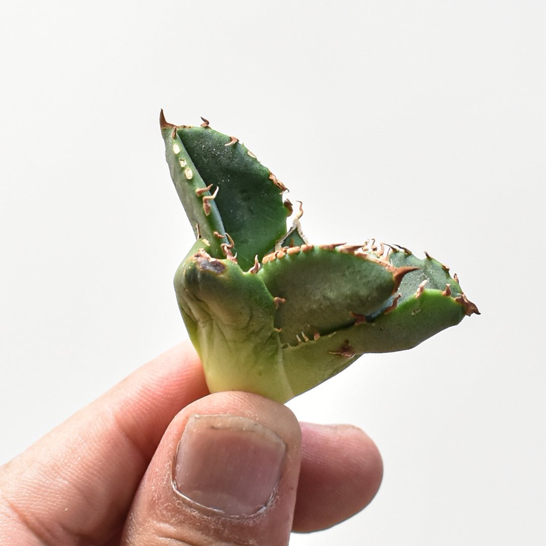 アガベ チタノタ 