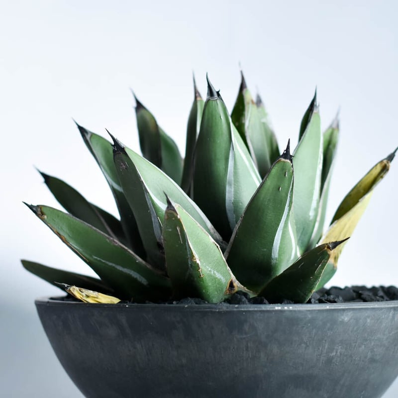 アガベ フェルディナンドレジス (笹吹雪)【肉厚の葉に白い斑紋