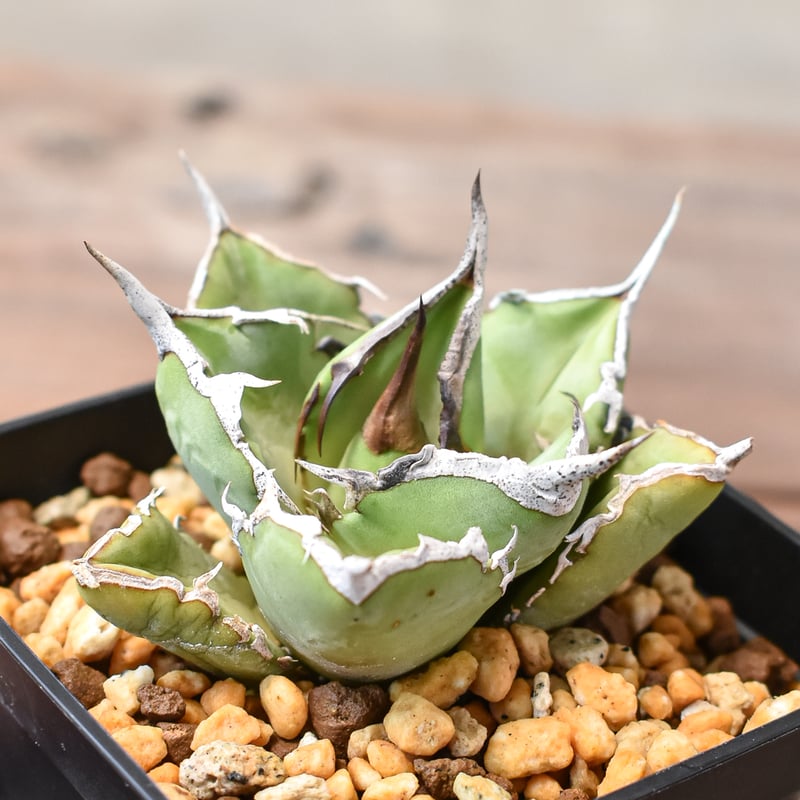 アガベ チタノタ 