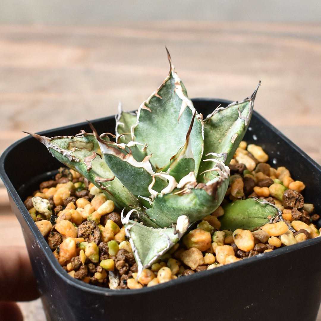 アガベ チタノタ シーザー / 凱撒【RAFLUM産/発根済み/子株】RF231947