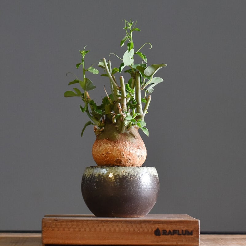 アデニアスピノーサ【人気急上昇！！希少なこんもり株を厳選して