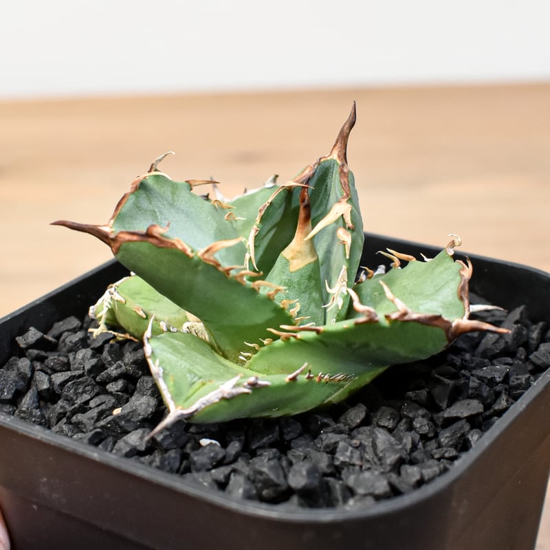 goodtaniku】アガベ チタノタ 超人気シャチ/虎鯨 台湾TC馴化済 【公式