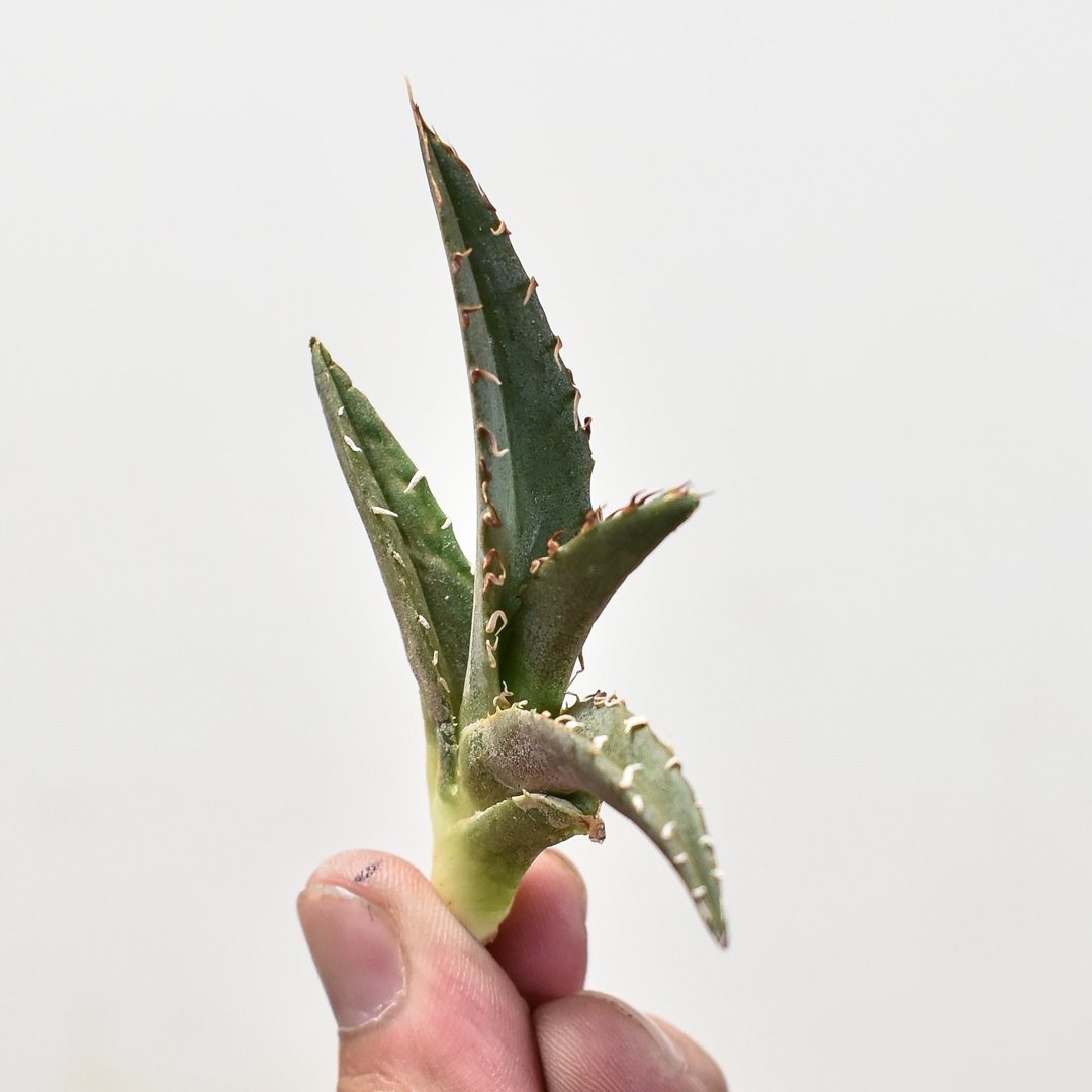 【親株】アガベチタノタ　猟豹　チーター　ドラゴンアガベ産 アガベ チタノタ チーター 