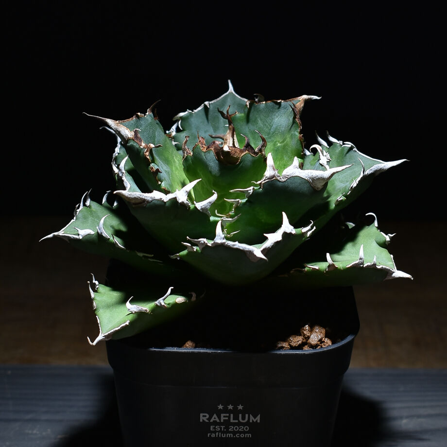 アガベ　チタノタ　バラクーダ アガベ チタノタ 