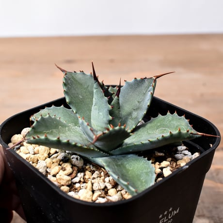 アガベ ハイブリット 曙光 ×（パラサナ、イシスメンシス）【台湾botanical_seeker産】J RF25011581