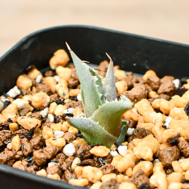 アガベ ハイブリット 