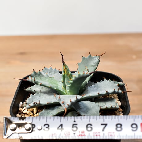 アガベ ハイブリット 日系イシスメンシス×象牙妖炎（陽炎エボリ）【台湾botanical_seeker産】RF25011398