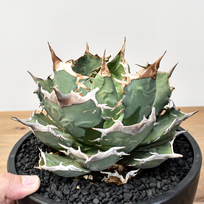 アガベ チタノタ 