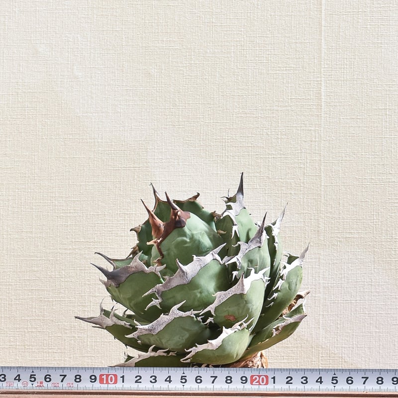 アガベ チタノタ 