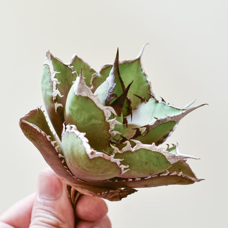 Dennis015 白犀牛　訳あり Amazon｜アガベ チタノタ 白犀牛/Agave titanota 'White Rhino