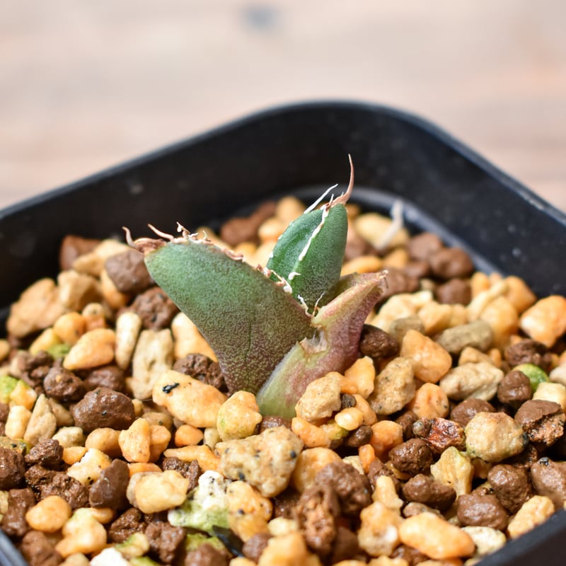 アガベ 　雪豹　子株 アガベ チタノタ 