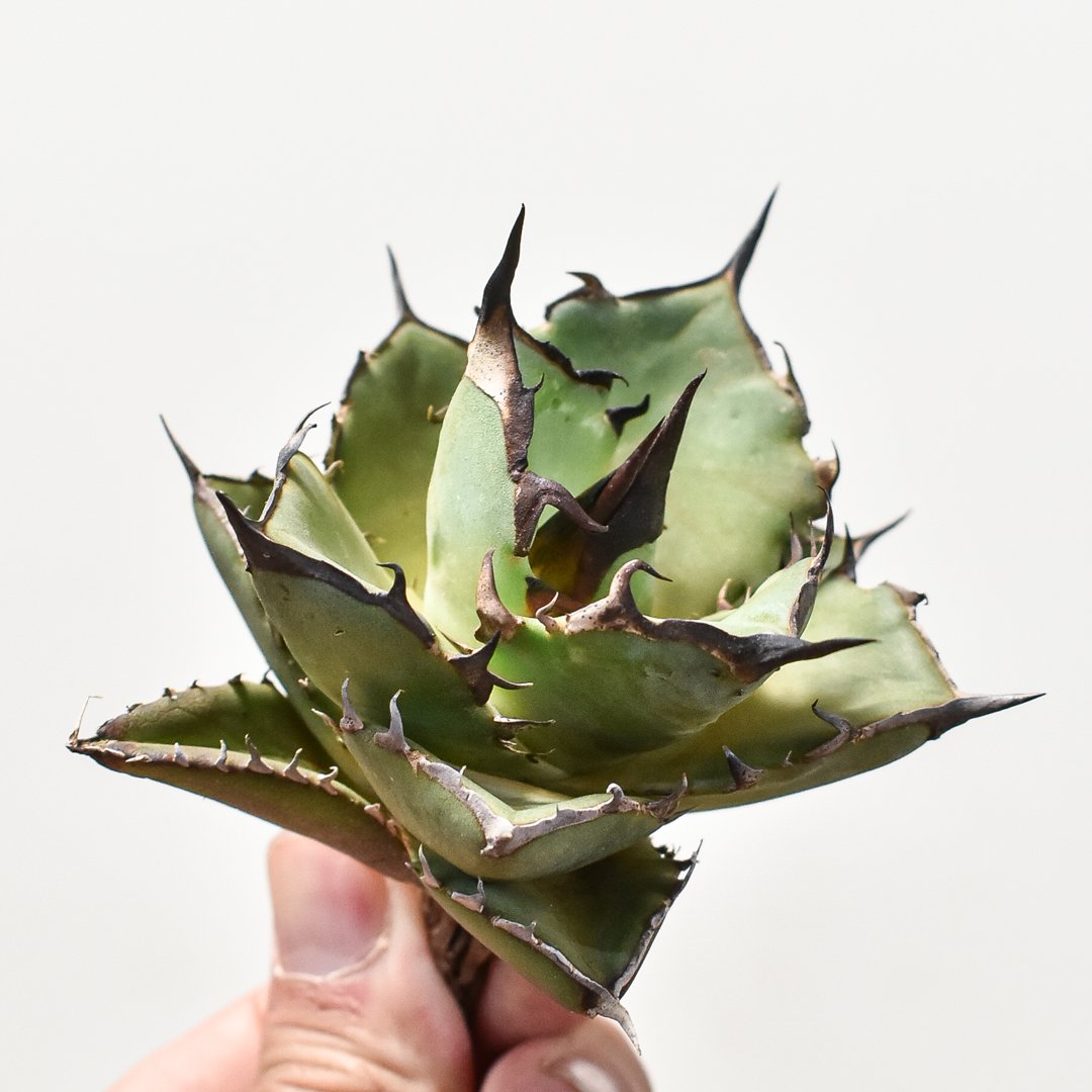 アガベ チタノタ ハデス （黒帝斯 恐竜牙歯） dragon agave産 アガベ チタノタ ハデス / 黒帝斯、恐竜牙歯 【台湾 dragon agave産/TC