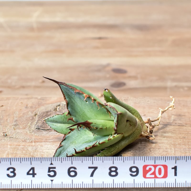 アガベ オテロイ 