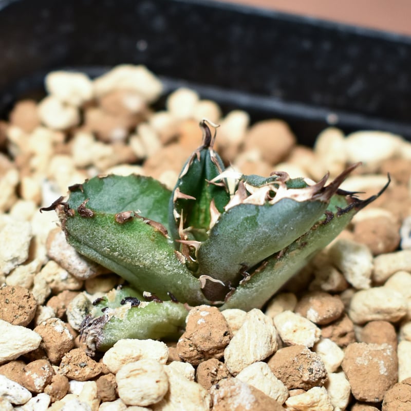 アガベチタノタハイブリッド ブラック&ブルー×ネバデンシス アガベ