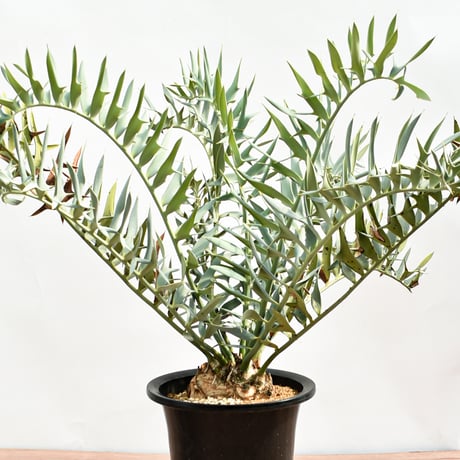 【国際希少野生動植物種登録票付】エンセファラルトス ホリダス RFHK-390