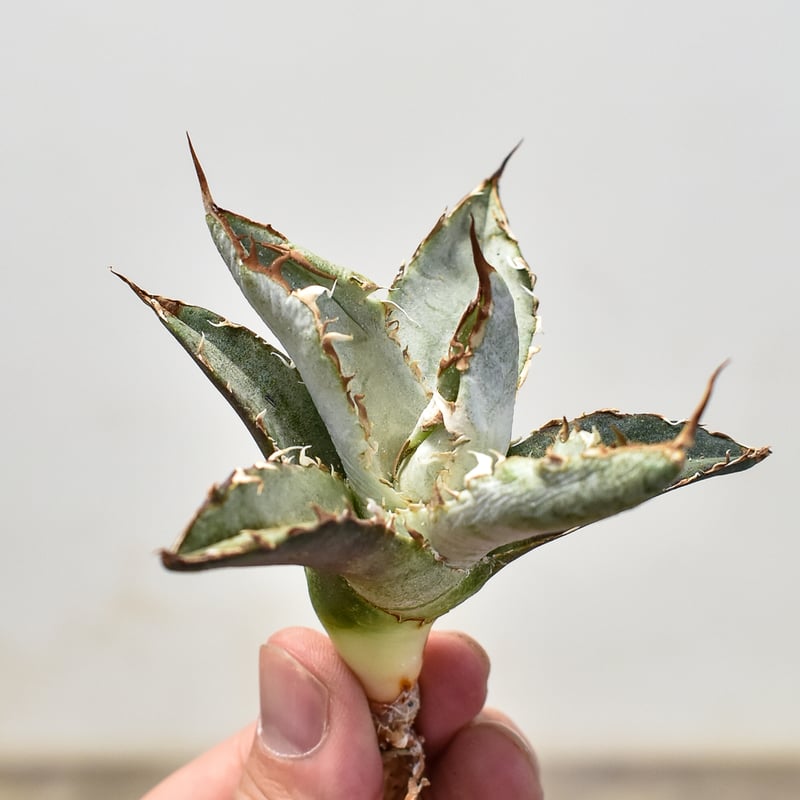 (親株出品)アガベ チタノタ Yahoo!オークション - 【スペシャル親株】Agave titanota 悪魔