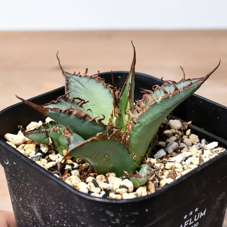 CATEGORY オテロイ / 実生 | RAFLUM / ラフラム｜東京、大阪の塊根植物