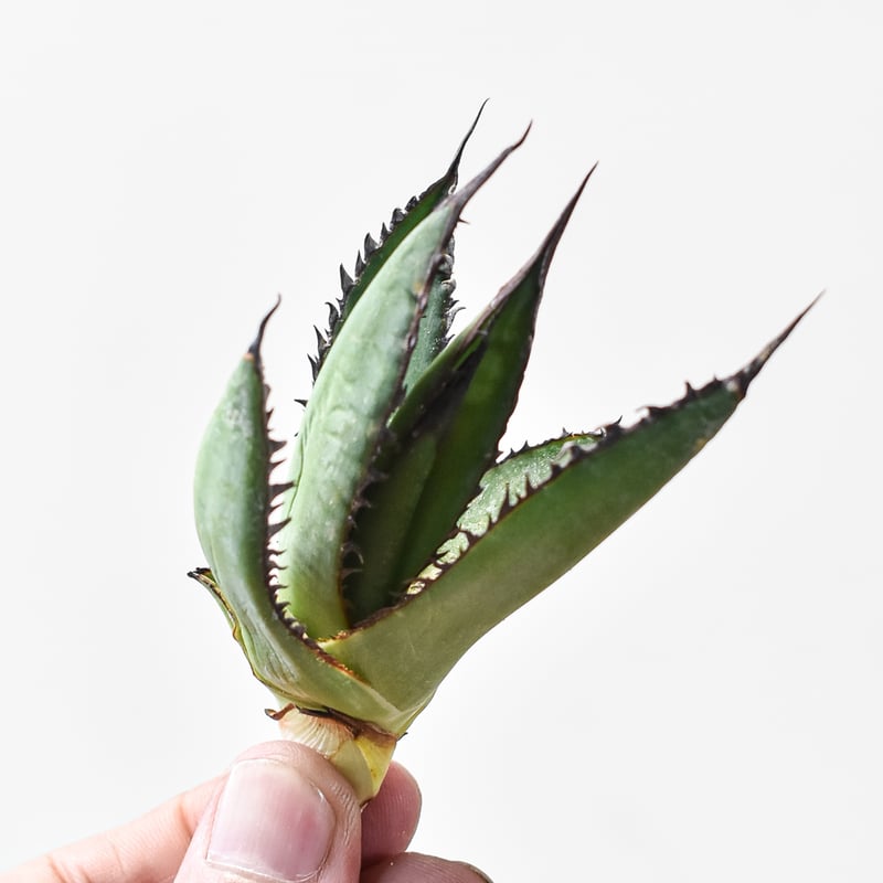 アガベホリダ極上株　Agave horrida No.AHRD015 アガベ ホリダ 