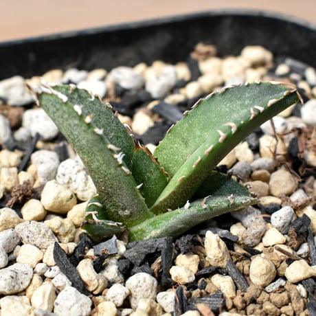 CATEGORY アガベ チタノタ 麻花 | RAFLUM / ラフラム｜東京、大阪の
