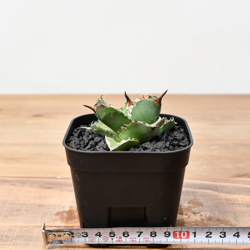 アガベ チタノタ 虎鯨 