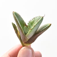 RAFLUMコレクション】アデニア ペチュエリー【現地球/発根済