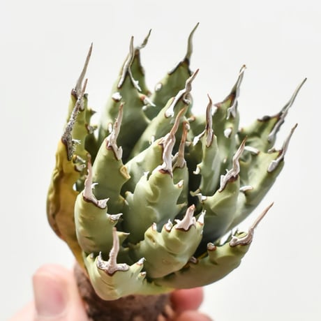 CATEGORY ユタエンシス | RAFLUM / ラフラム｜東京、大阪の塊根植物