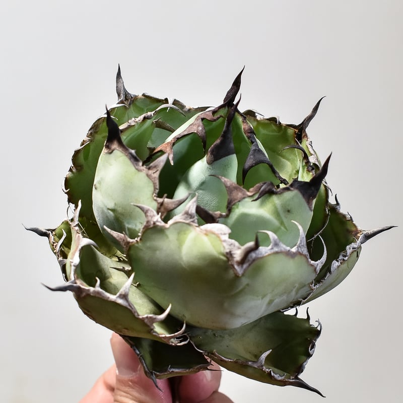 アガベ チタノタ ブラックアンドブルー / BB 