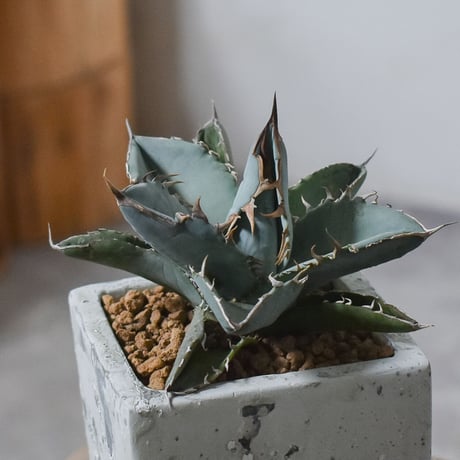 アガベ チタノタ ホワイト【白肌】RF22778