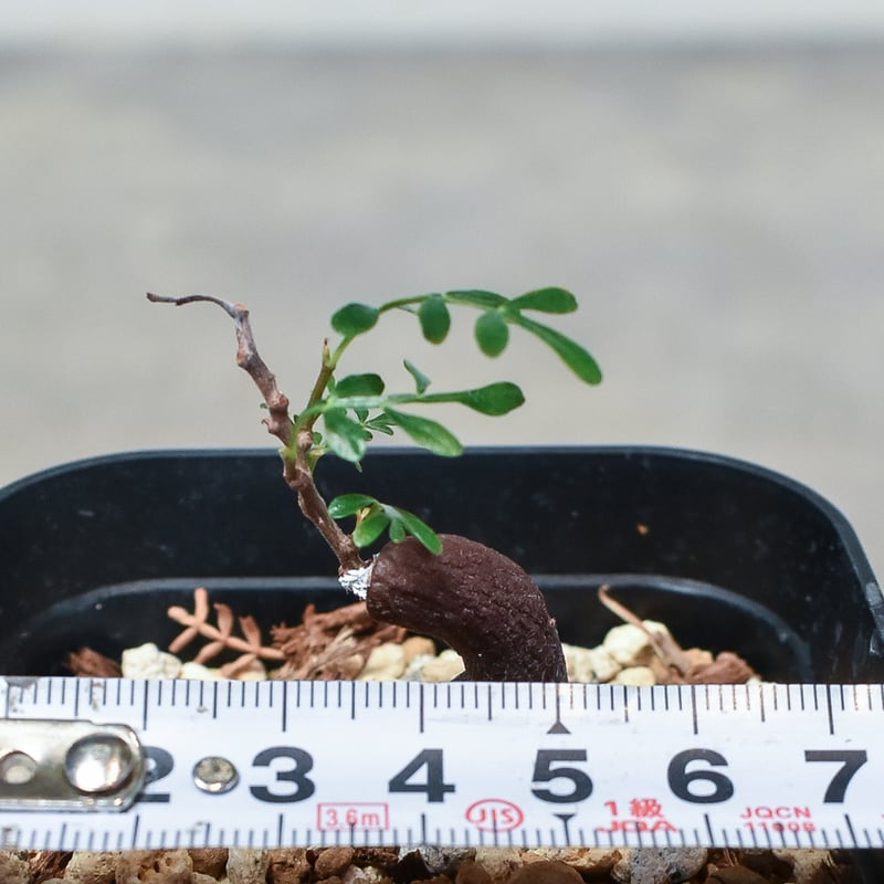 オペルクリカリア パキプス 【根挿し】RF231691 | RAFLUM / ラフラム