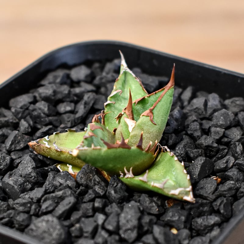 霍利達（ホリダ）x026 小株サイズHYBRID 鉢のまま発送 アガベ Dennis hybrid ホリダ×鬼爪（026） 