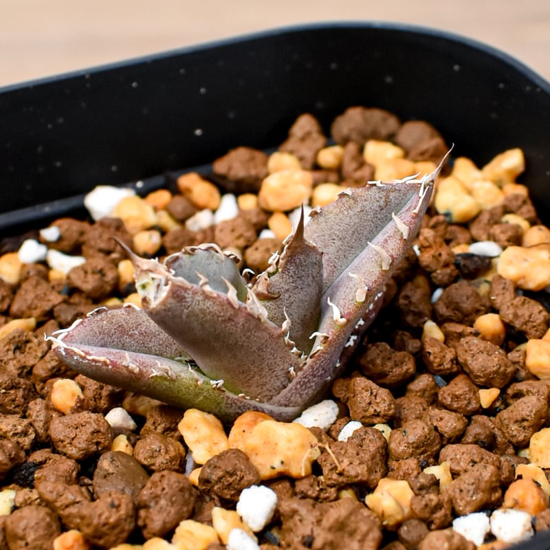 アガベ ウリエル実生(Oaxaca Seeding) RAFLUM育成株 5個セット】アガベ Uriel oteroi seeding / ウリエ