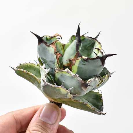 CATEGORY アガベ チタノタ ブルーダイヤモンド / 黄覆輪斑 | RAFLUM