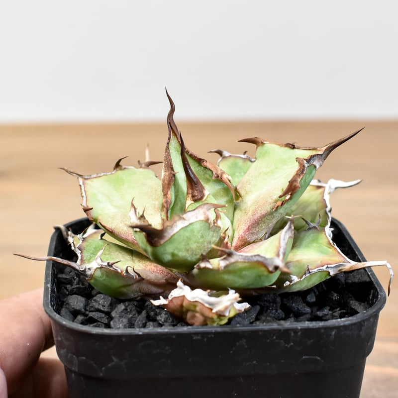 アガベ　Dennis043 Agave Titanota Dennis043 炎魔【SOLD OUT】 040系の幅広バンドに