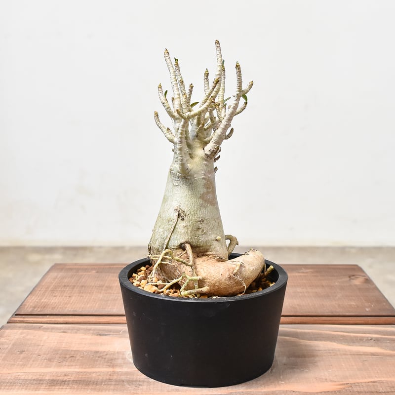 アデニウム アラビカム 【発根済み】GM2400431(T) | RAFLUM / ラフラム