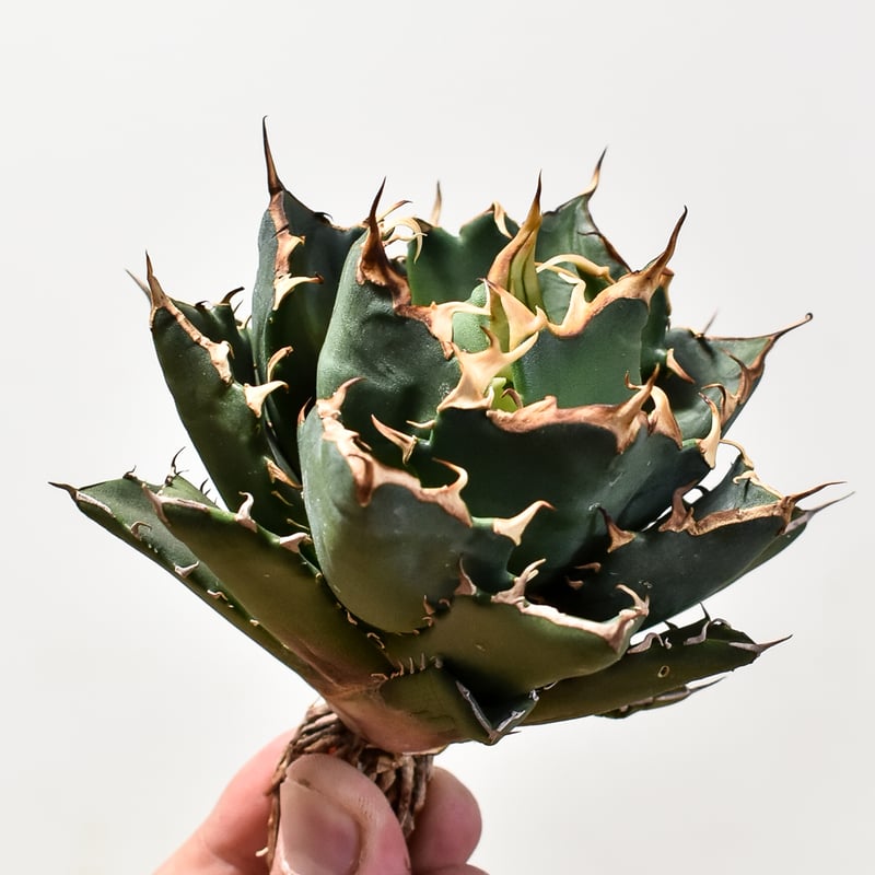 アガベ チタノタ 