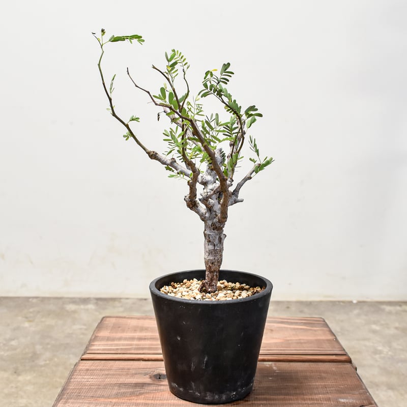 センナ メリディオナリス 【発根済み】GM2400673(T) | RAFLUM / ラフラ