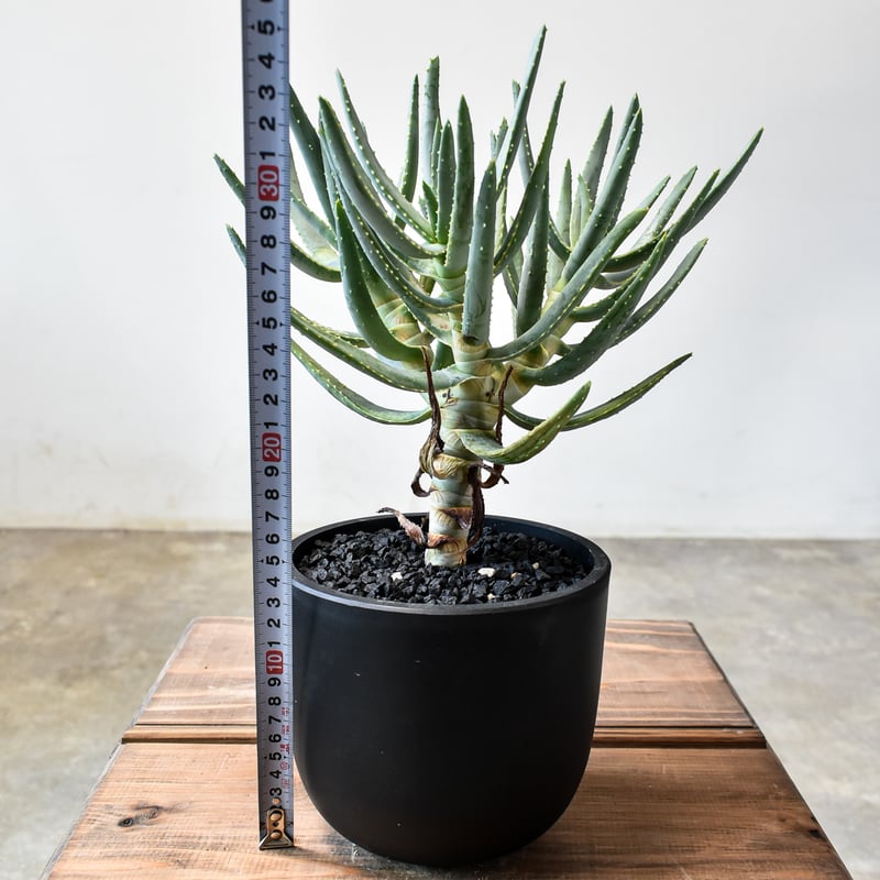 アロエ ラモシシマ【発根済み】HK2401939(T) | RAFLUM / ラフラム