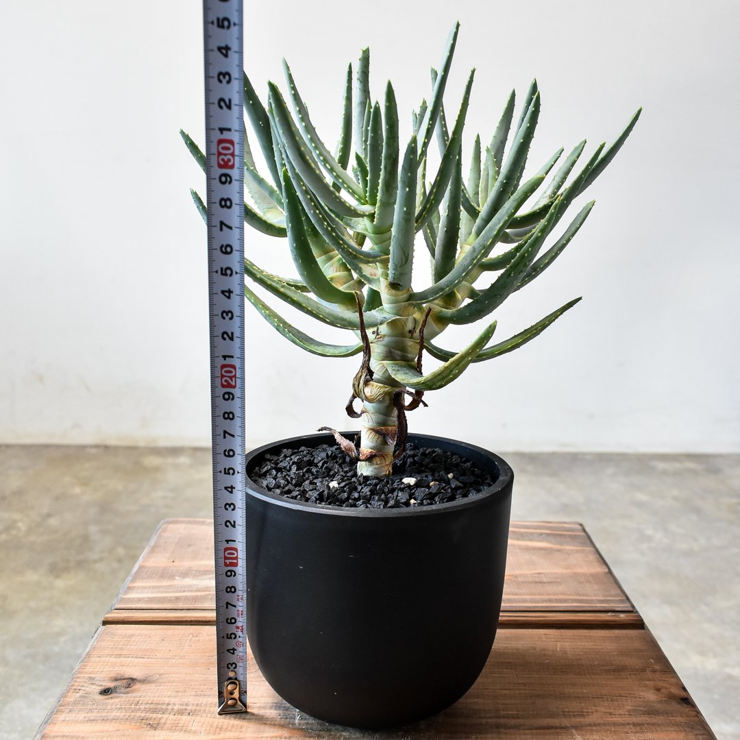 【現品】アロエ　ラモシシマ(ラモシッシマ　ラモッシシモ)　９号　ま7番 現品】アロエラモシシマ(ラモシッシマラモッシシモ)9号FS番