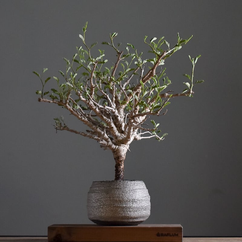 センナ メリディオナリス 中型株【市場価値も高騰中！！盆栽のような